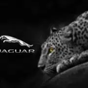 پیکتوگرام حیوانات. نماد حیوانات