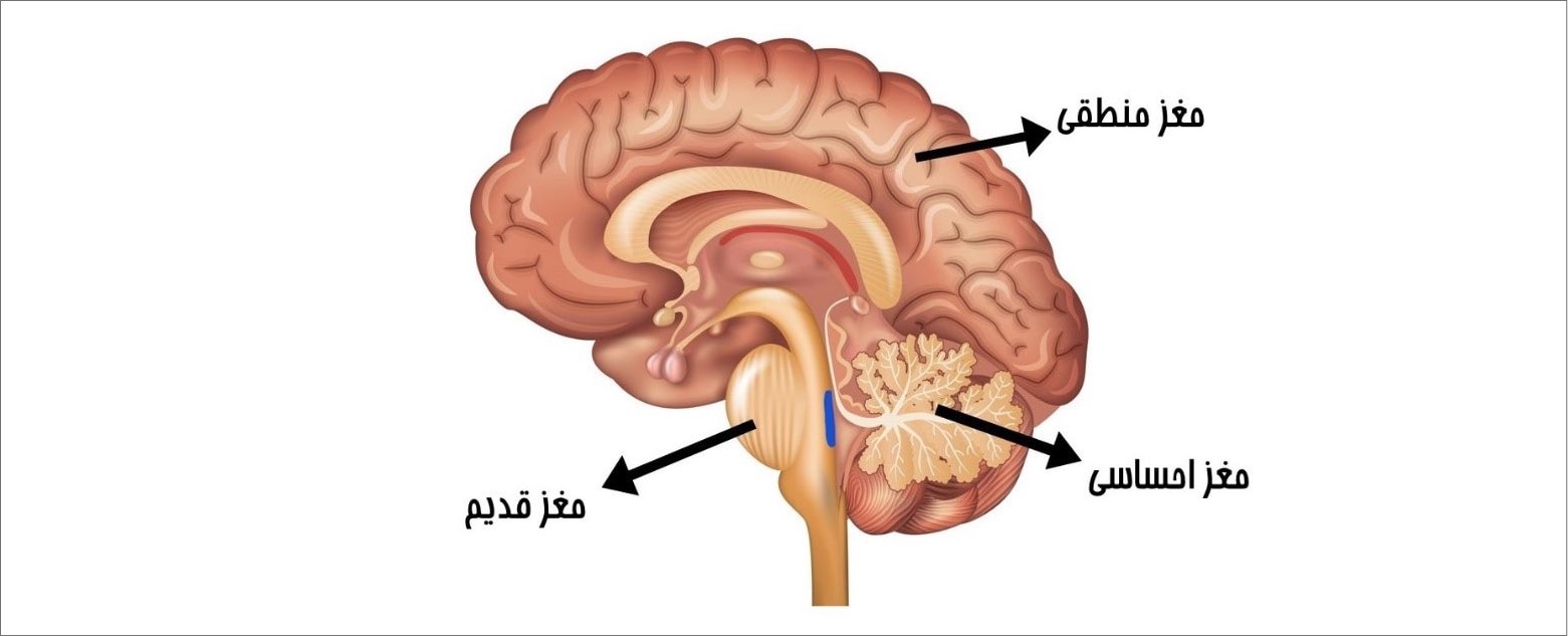 بخش های مختلف مغز